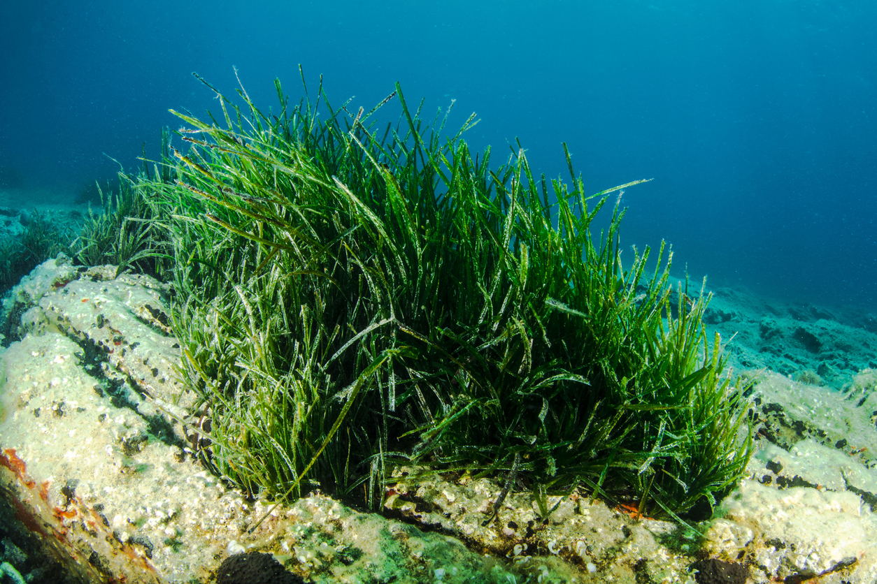 Marina Militare: segnala la Posidonia e contribuirai alla tutela del mare Marina Militare: segnala la Posidonia e contribuirai alla tutela del mare