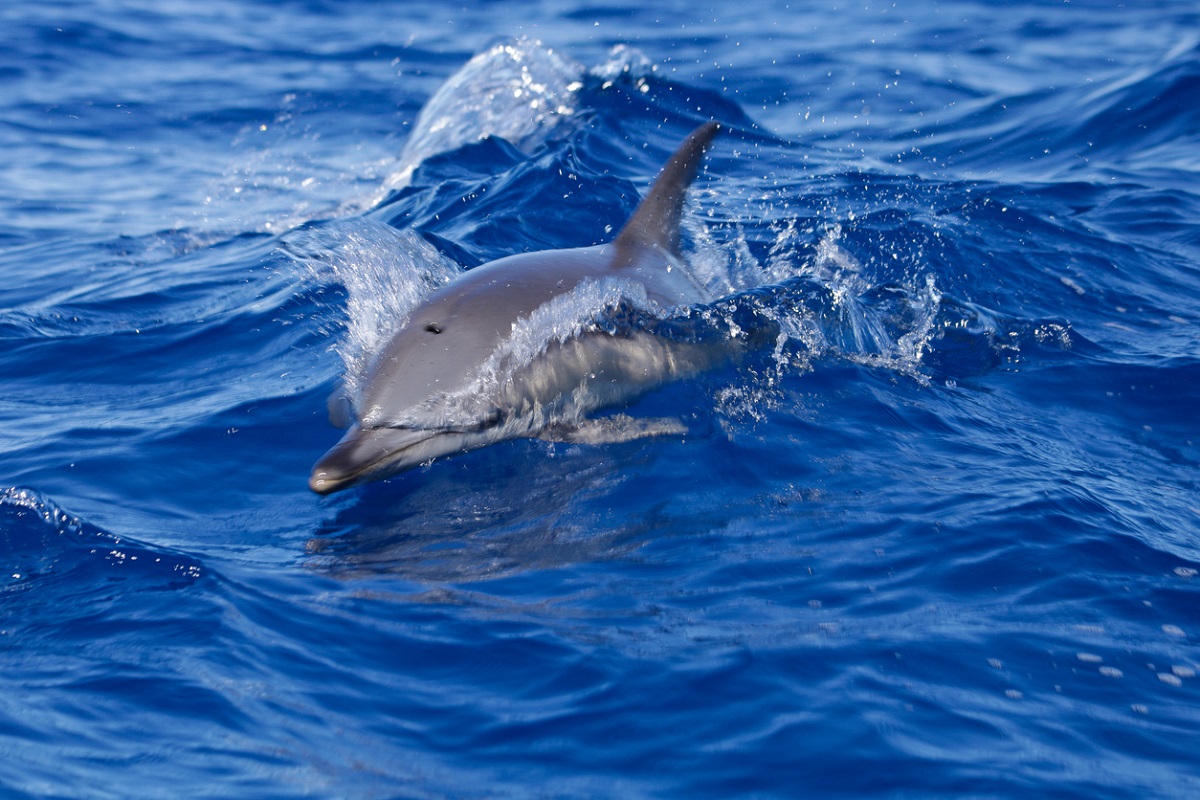 Tutela ambientale: segnalare l’avvistamento di cetacei all'IIM Tutela ambientale: segnalare l’avvistamento di cetacei all'IIM